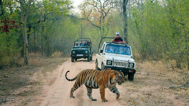 ranthambore