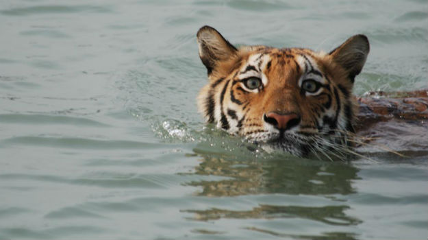 water tiger