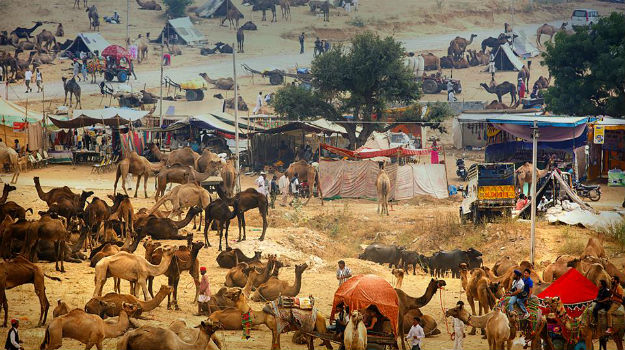 Everything you need to know about the 2015 Pushkar Camel ...