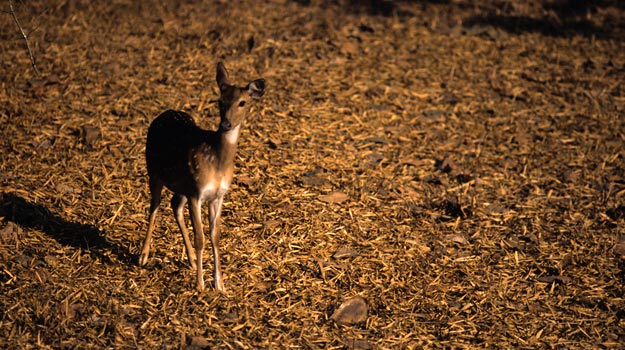 Photograph courtesy: Fabian Heusser/Creative Commons