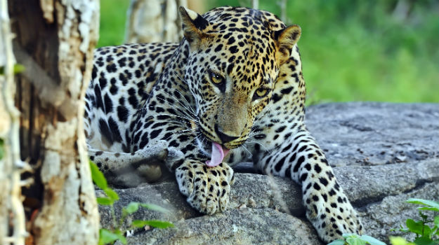 Yala National Park