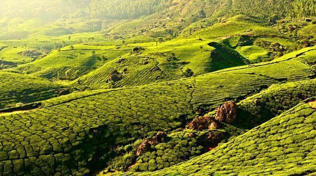 Honeymoon packages in India: Top 5 places to visit in Kerala | India.com