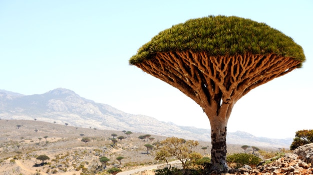 Dragon Tree, Yemen