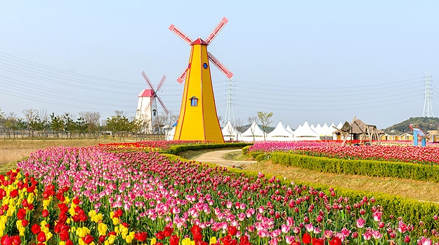Tulip Fields, The Netherlands