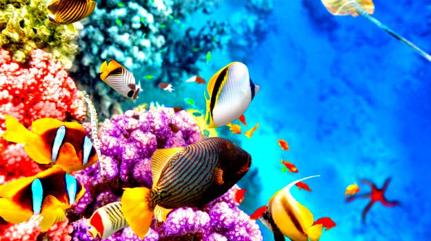 Great Barrier reef, Australia