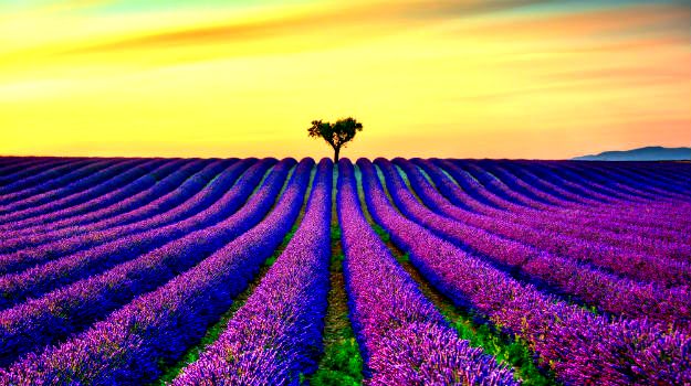 Lavender Fields, Valensole, France