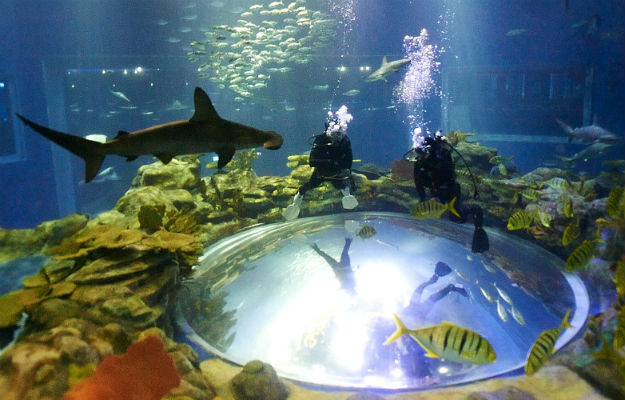 22-ocean-theme-park-hong-kong-4