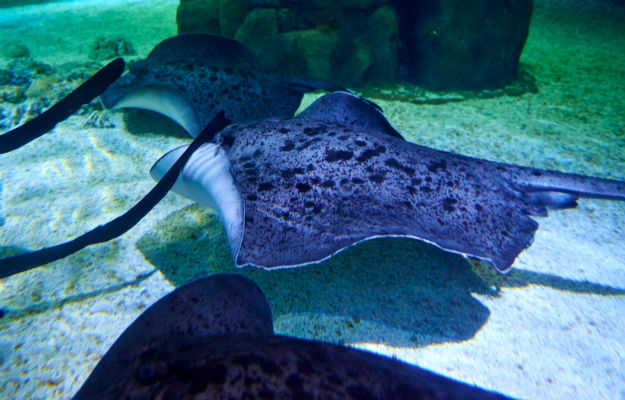 22-ocean-theme-park-hong-kong-8