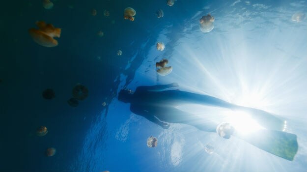 29-travel0-jelly-fish-2