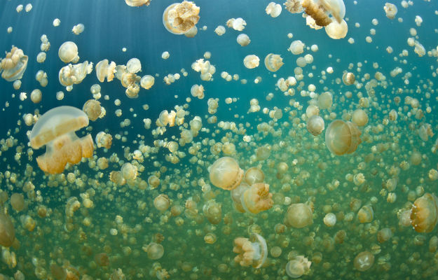 29-travel0-jelly-fish-4