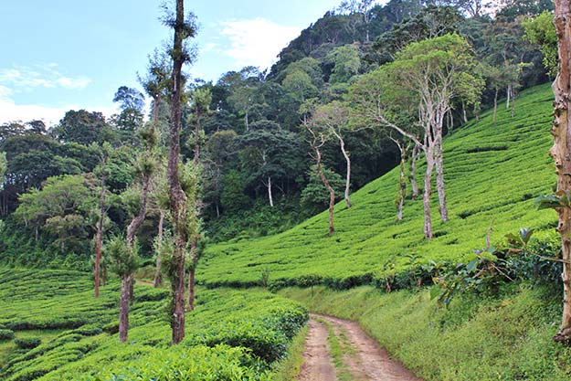 5Kerala-offbeat-Nelliapathi-The_way_to_Ciscilia_Heritage