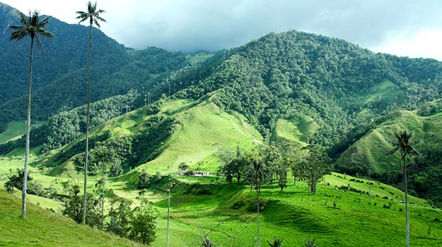 Colombia-Cocora-valley-shutterstock_334806071