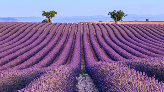 France-Provence-Lavender-field-shutterstock_303778166