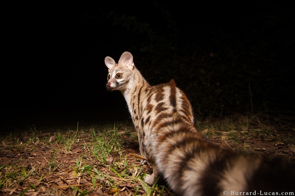 Lucas-genet_camera_trap