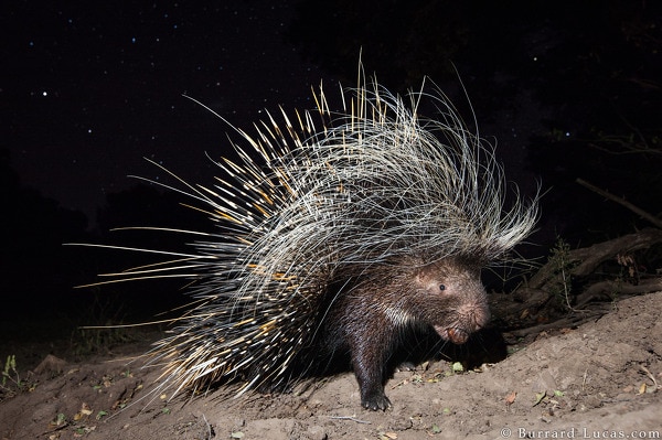 Lucas-porcupine