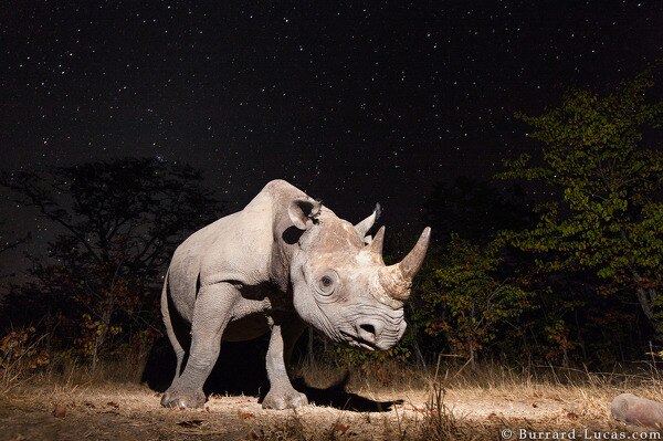 Lucas-rhino