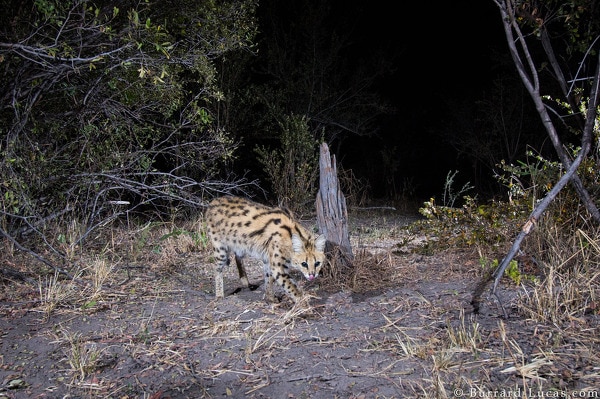 Lucas-serval_cat
