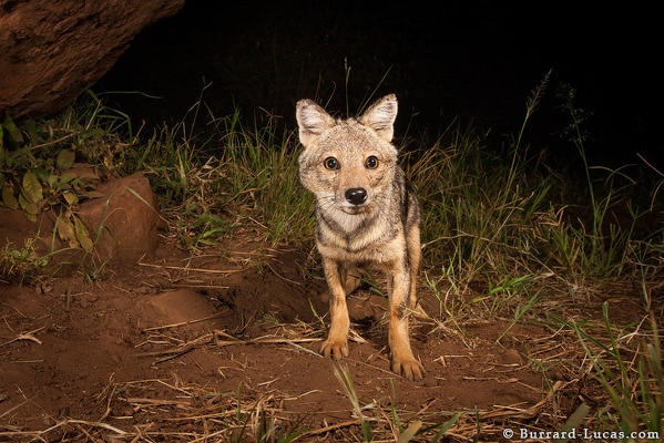 Lucas-side-striped_jackal