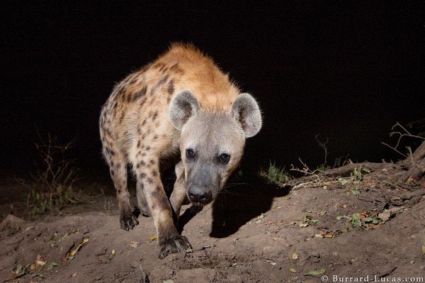 Lucas-spotted_hyena