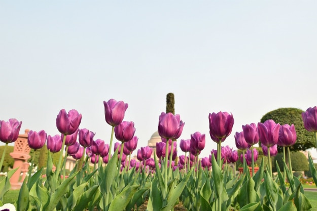 mughal gardens delhi 1