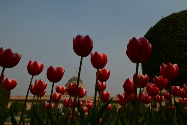 mughal gardens delhi 4