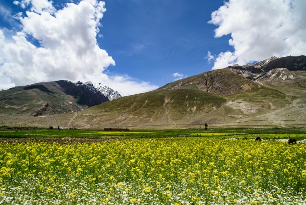 mustard field in srinagar