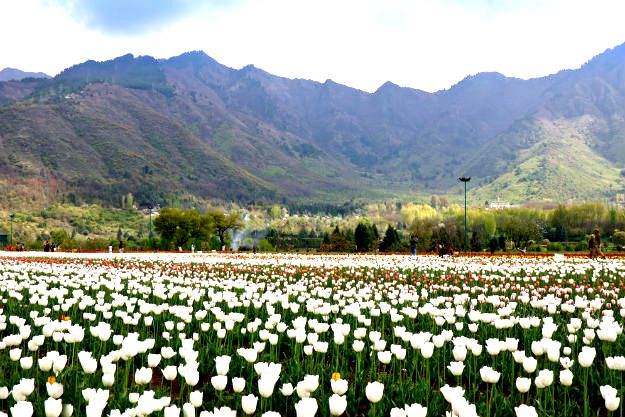 16-travel-tulip-garden-srinagar-4