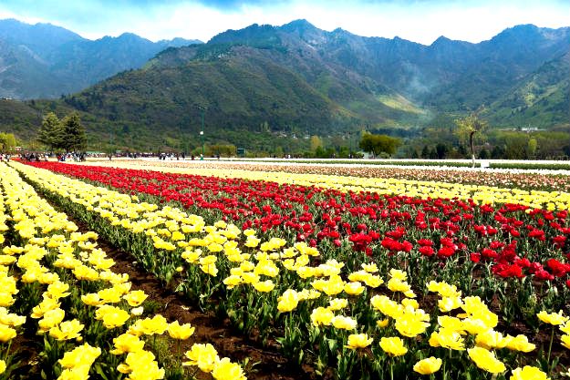 Srinagar’s Indira Gandhi Memorial Tulip Garden is in full bloom and it ...