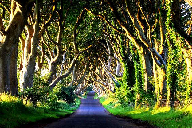 2-travel-dark hedges-northern ireland