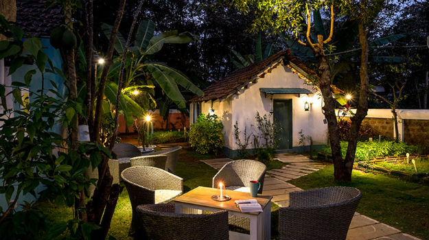 29-goa-mustard