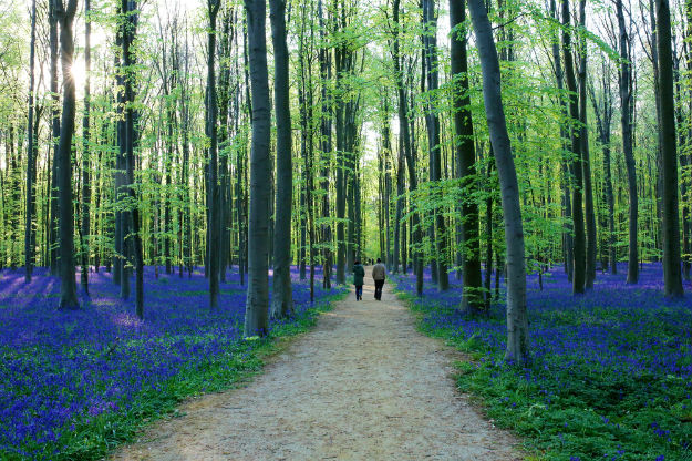 Belgium17-spring-forest-Halle