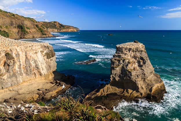 New-Zealand-Muriwai-beach-West-coast-North-Island-Auckland