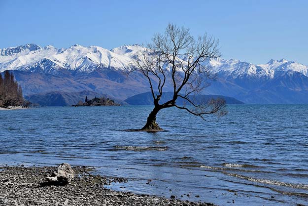 New-Zealand-Wanaka-tree