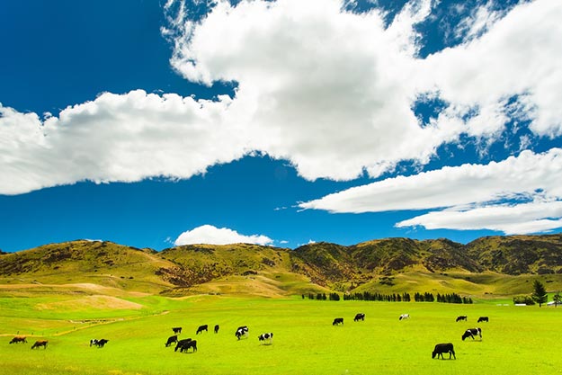 New-Zealand-farmland
