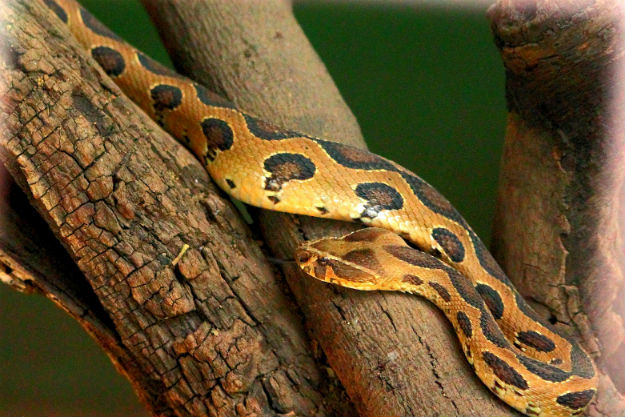 Discovery of a new snake species in the Western Ghats near Pune amazes ...