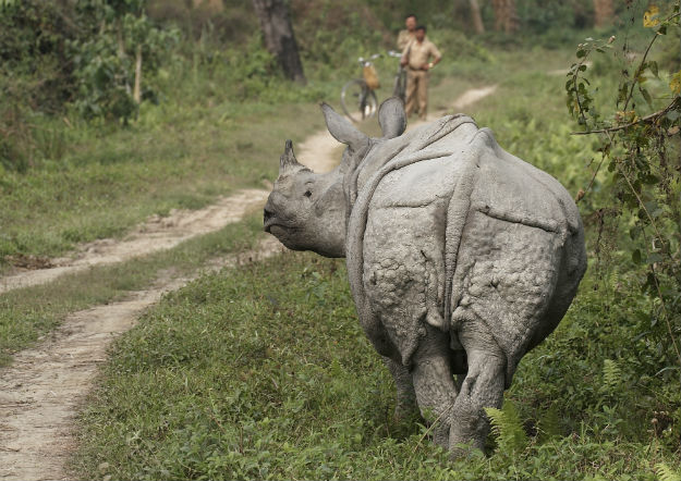 Kaziranga-1