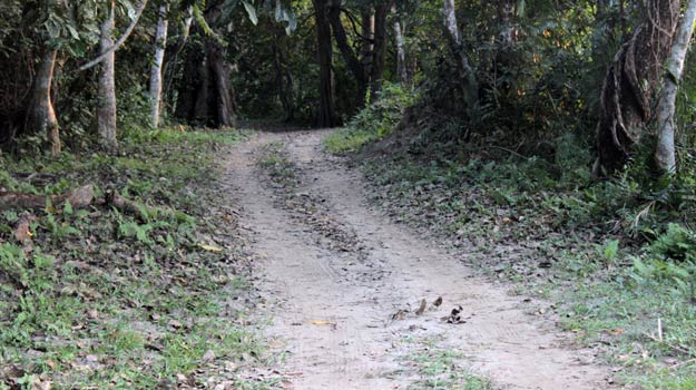 Kaziranga (2)