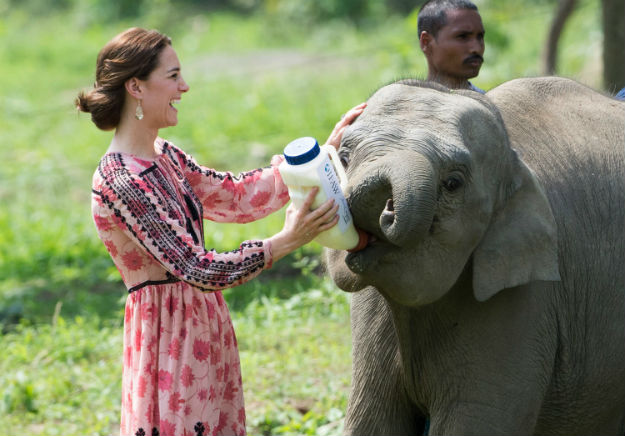 Kaziranga - Kate and Will - 7