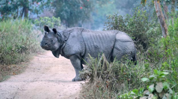 Kaziranga