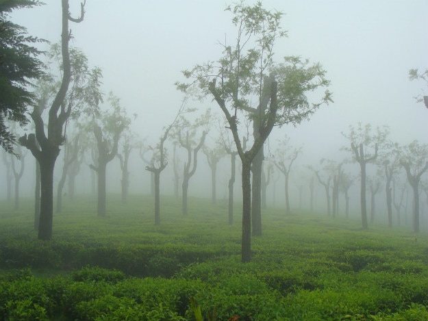 Ooty