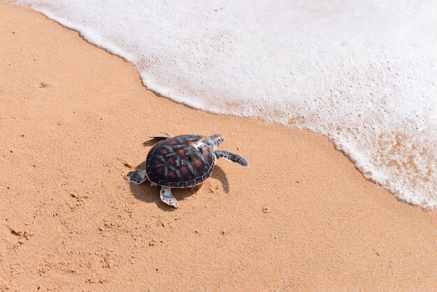 olive ridley turtles
