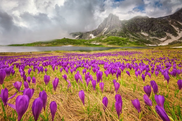 Field of spring time crocus in the Rila mountains