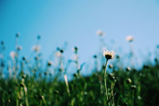 Himachal flower