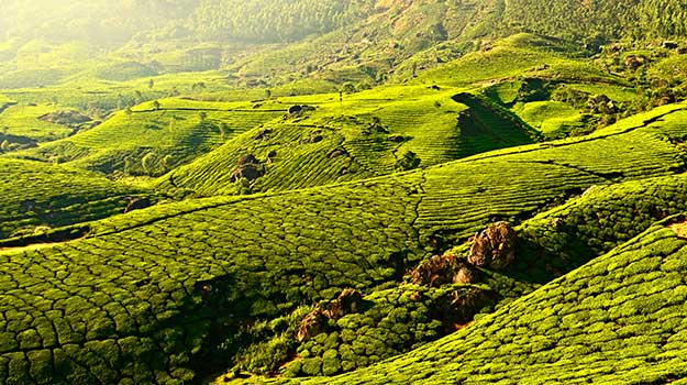 Kerala-Munnar