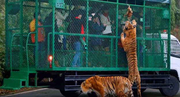 Travel Articles | Travel Blogs | Travel News & Information | Travel Guide |   zoo in China locks humans in a cage and let the animals roam  free! 