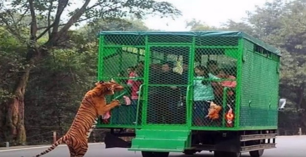 This zoo in China locks humans in a cage and let the animals roam free ...