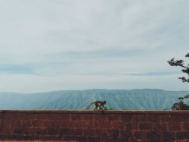 Mahabaleshwar monkey