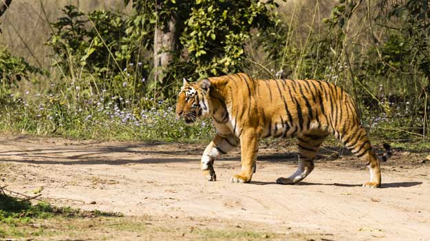 Tadoba maharashtra