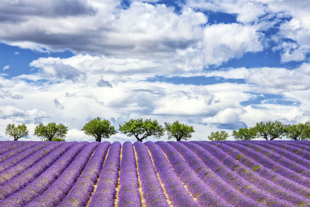 france11