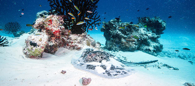 jumeirah-vittaveli-underwater-ray-hero